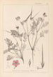 Herbier de la flore française Pl0088 - Louis Antoine Cusin — vy av konstverket