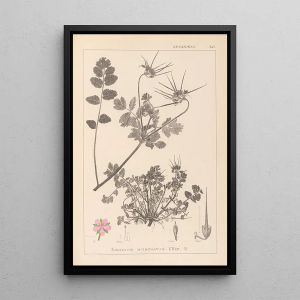 Louis Antoine Cusin - Herbier de la flore franaise Pl0089.webp
