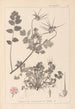 Herbier de la flore française Pl0089 - Louis Antoine Cusin — vy av konstverket