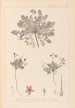 Herbier de la flore française Pl0090 - Louis Antoine Cusin — vy av konstverket