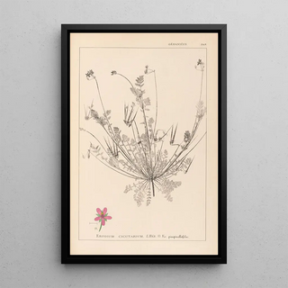 Louis Antoine Cusin - Herbier de la flore franaise Pl0091.webp