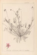 Herbier de la flore française Pl0091 - Louis Antoine Cusin — vy av konstverket