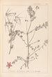 Herbier de la flore française Pl0092 - Louis Antoine Cusin — vy av konstverket