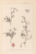 Herbier de la flore française Pl0093 - Louis Antoine Cusin — vy av konstverket