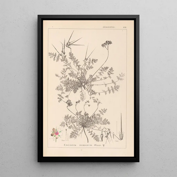 Louis Antoine Cusin - Herbier de la flore franaise Pl0094.webp