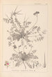 Herbier de la flore française Pl0094 - Louis Antoine Cusin — vy av konstverket