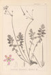 Herbier de la flore française Pl0095 - Louis Antoine Cusin — vy av konstverket