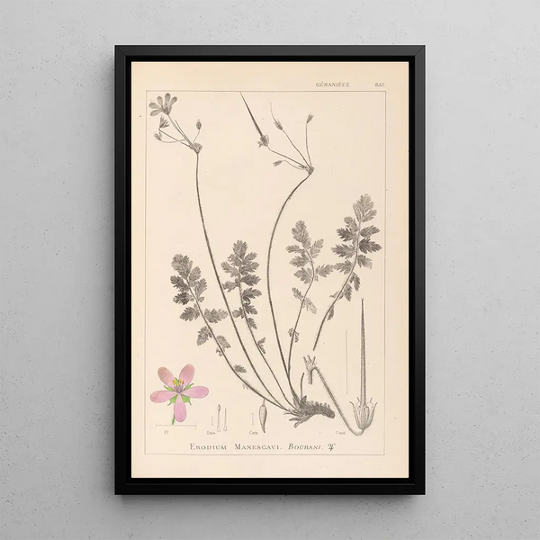 Louis Antoine Cusin - Herbier de la flore franaise Pl0095.webp