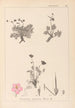 Herbier de la flore française Pl0096 - Louis Antoine Cusin — vy av konstverket