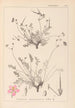 Herbier de la flore française Pl0097 - Louis Antoine Cusin — vy av konstverket