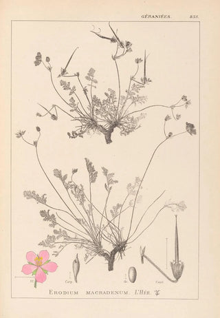 Louis Antoine Cusin - Herbier de la flore franaise Pl0097.webp