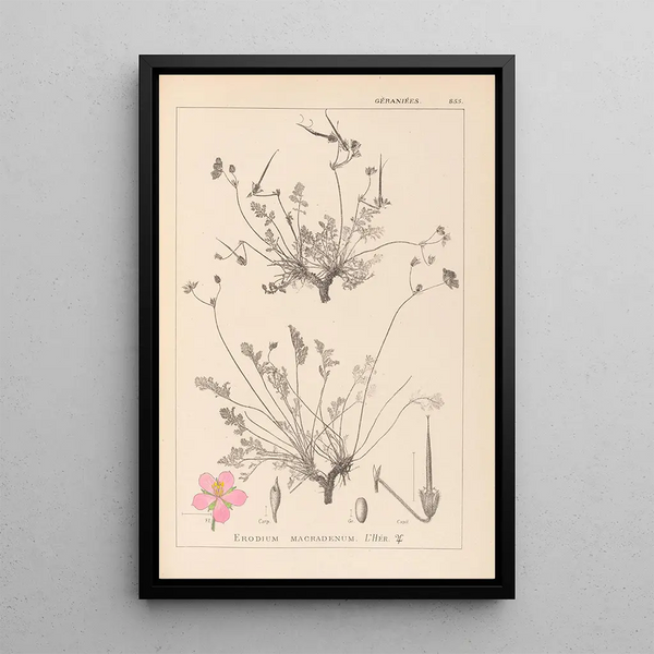 Louis Antoine Cusin - Herbier de la flore franaise Pl0097.webp