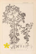Herbier de la flore française Pl0098 - Louis Antoine Cusin — vy av konstverket