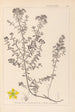 Herbier de la flore française Pl0099 - Louis Antoine Cusin — vy av konstverket