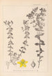 Herbier de la flore française Pl0100 - Louis Antoine Cusin — vy av konstverket
