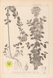 Herbier de la flore française Pl0101 - Louis Antoine Cusin — vy av konstverket
