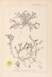 Herbier de la flore française Pl0102 - Louis Antoine Cusin — vy av konstverket