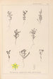 Herbier de la flore française Pl0103 - Louis Antoine Cusin — vy av konstverket