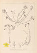 Herbier de la flore française Pl0104 - Louis Antoine Cusin — vy av konstverket