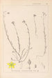 Herbier de la flore française Pl0105 - Louis Antoine Cusin — vy av konstverket