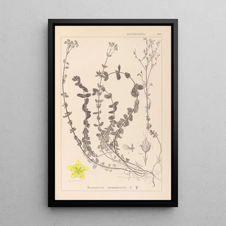 Louis Antoine Cusin - Herbier de la flore franaise Pl0106.webp