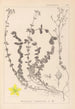 Herbier de la flore française Pl0106 - Louis Antoine Cusin — vy av konstverket