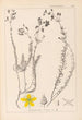 Herbier de la flore française Pl0107 - Louis Antoine Cusin — vy av konstverket