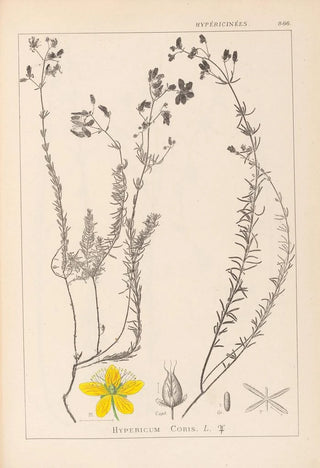 Louis Antoine Cusin - Herbier de la flore franaise Pl0107.webp