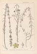 Herbier de la flore française Pl0108 - Louis Antoine Cusin — vy av konstverket