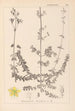 Herbier de la flore française Pl0109 - Louis Antoine Cusin — vy av konstverket