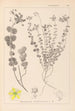 Herbier de la flore française Pl0110 - Louis Antoine Cusin — vy av konstverket