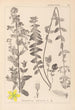 Herbier de la flore française Pl0111 - Louis Antoine Cusin — vy av konstverket