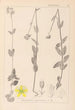 Herbier de la flore française Pl0112 - Louis Antoine Cusin — vy av konstverket