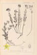Herbier de la flore française Pl0113 - Louis Antoine Cusin — vy av konstverket