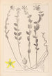 Herbier de la flore française Pl0114 - Louis Antoine Cusin — vy av konstverket