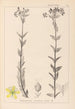 Herbier de la flore française Pl0115 - Louis Antoine Cusin — vy av konstverket