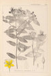 Herbier de la flore française Pl0116 - Louis Antoine Cusin — vy av konstverket