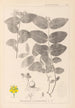 Herbier de la flore française Pl0117 - Louis Antoine Cusin — vy av konstverket