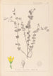 Herbier de la flore française Pl0118 - Louis Antoine Cusin — vy av konstverket