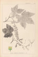 Herbier de la flore française Pl0119 - Louis Antoine Cusin — vy av konstverket