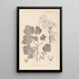 Louis Antoine Cusin - Herbier de la flore franaise Pl0120.webp