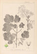 Herbier de la flore française Pl0120 - Louis Antoine Cusin — vy av konstverket