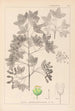 Herbier de la flore française Pl0121 - Louis Antoine Cusin — vy av konstverket