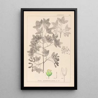 Louis Antoine Cusin - Herbier de la flore franaise Pl0121.webp