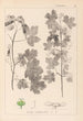 Herbier de la flore française Pl0122 - Louis Antoine Cusin — vy av konstverket