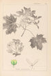 Herbier de la flore française Pl0123 - Louis Antoine Cusin — vy av konstverket
