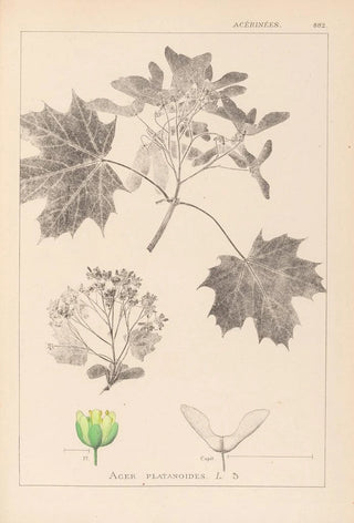 Louis Antoine Cusin - Herbier de la flore franaise Pl0123.webp