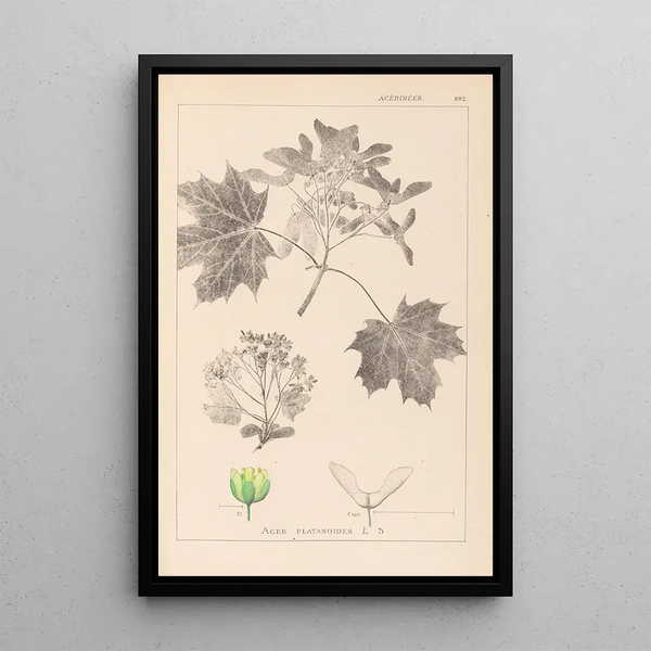 Louis Antoine Cusin - Herbier de la flore franaise Pl0123.webp