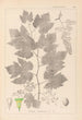 Herbier de la flore française Pl0124 - Louis Antoine Cusin — vy av konstverket