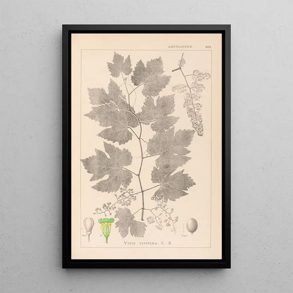Louis Antoine Cusin - Herbier de la flore franaise Pl0124.webp